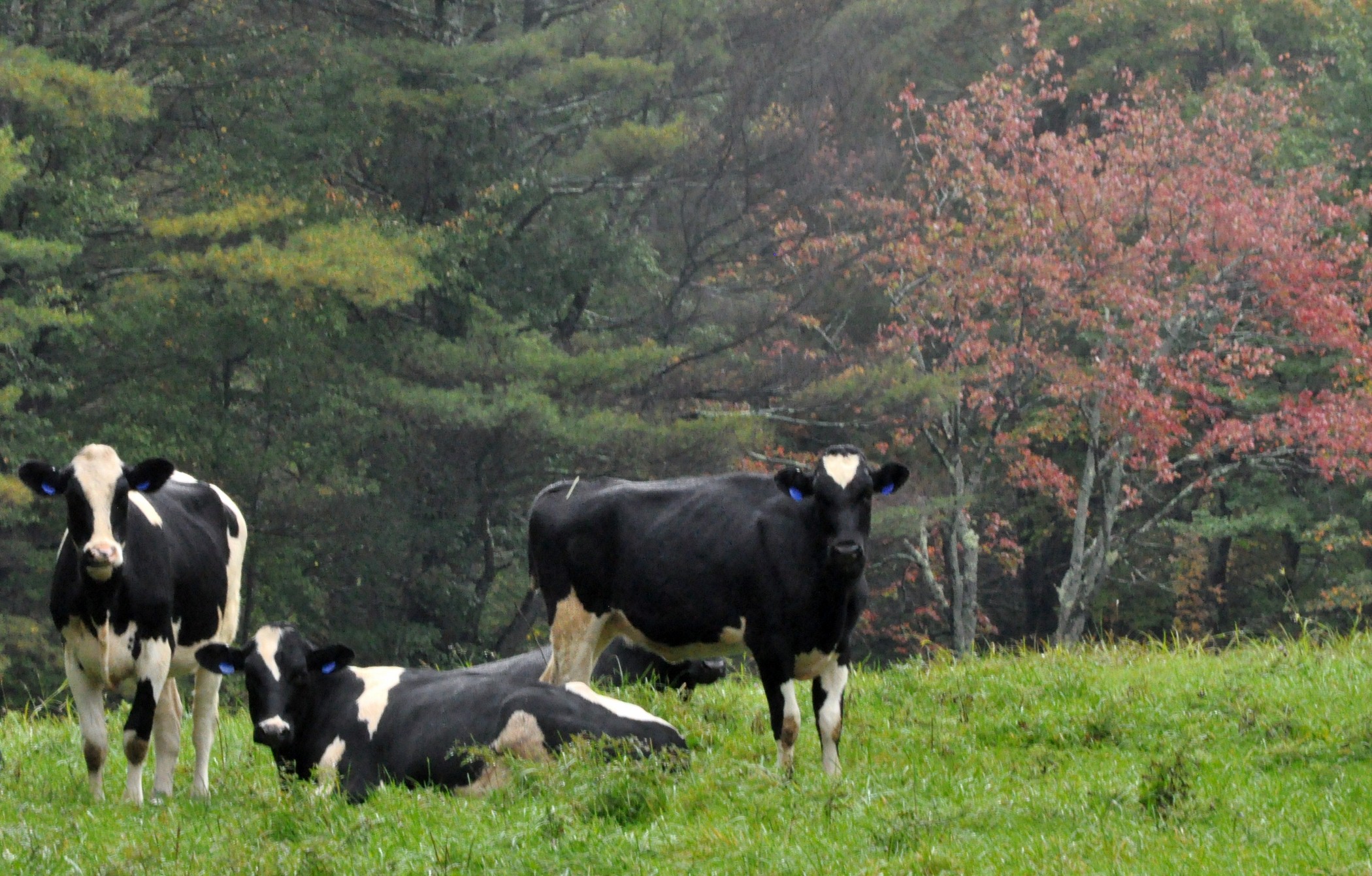 Black And Blue And White Cows (user submitted)