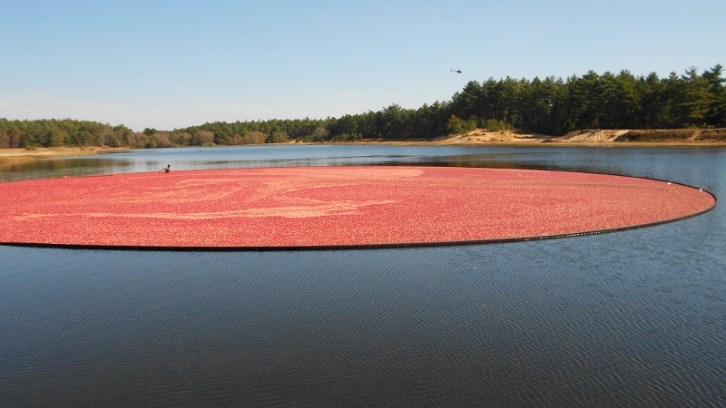 Cranberry Harvest Time (user submitted)