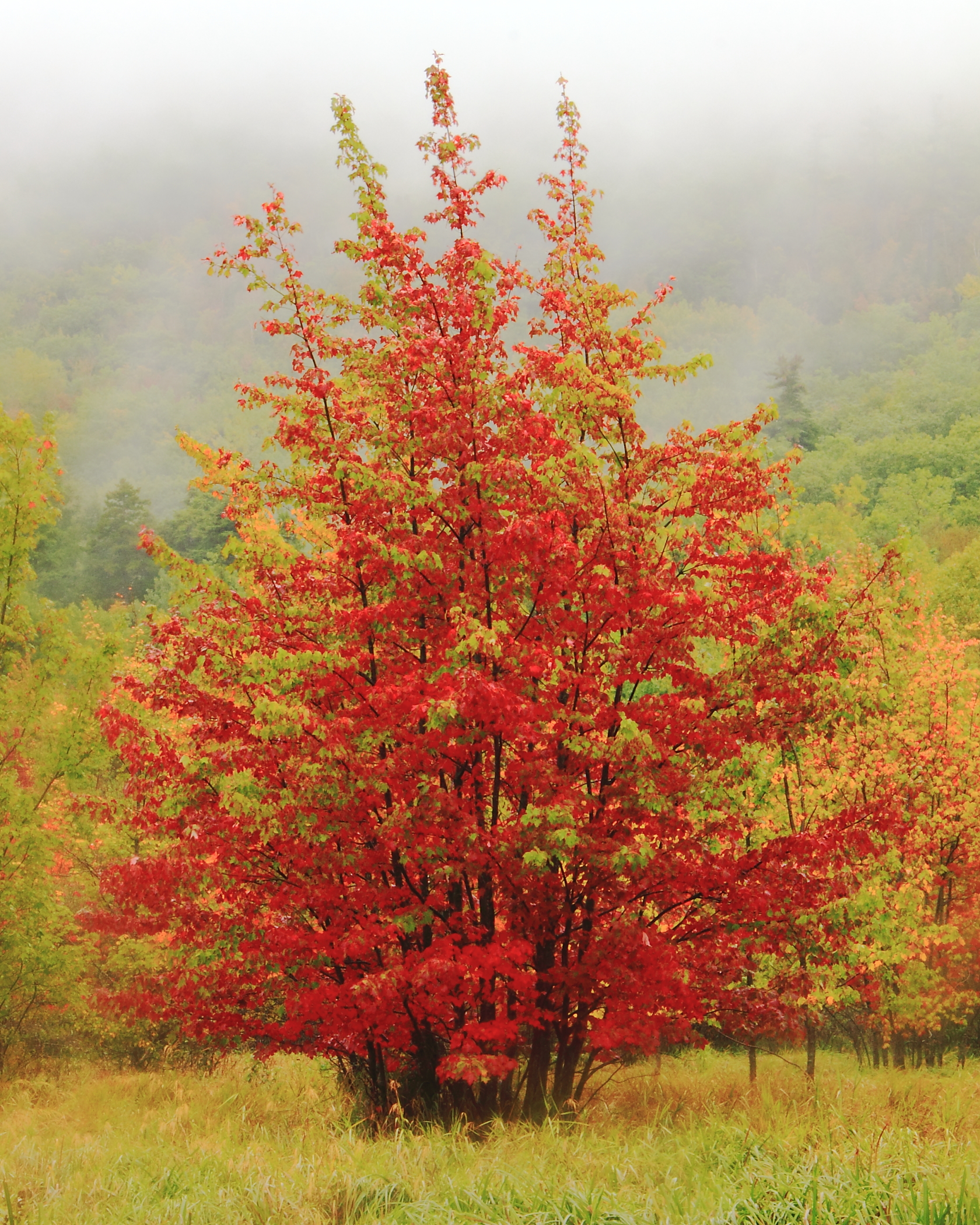 Maples In The Mist (user submitted)