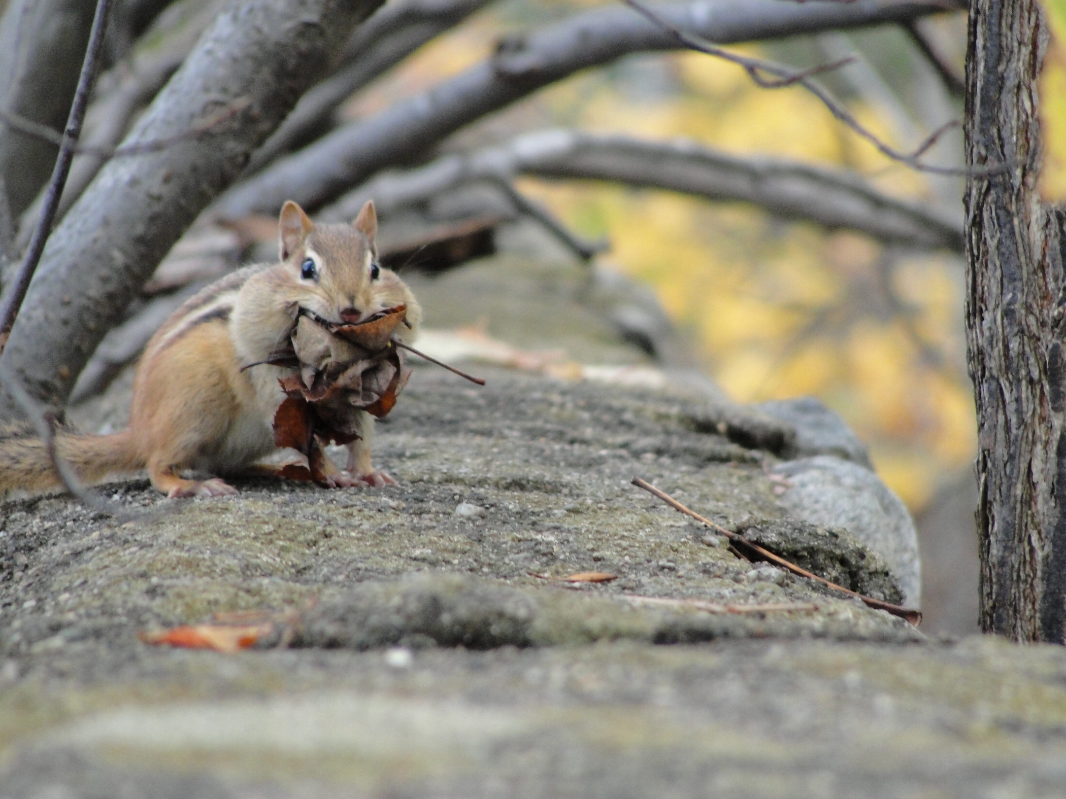 Nesting Chipmunk (user submitted)