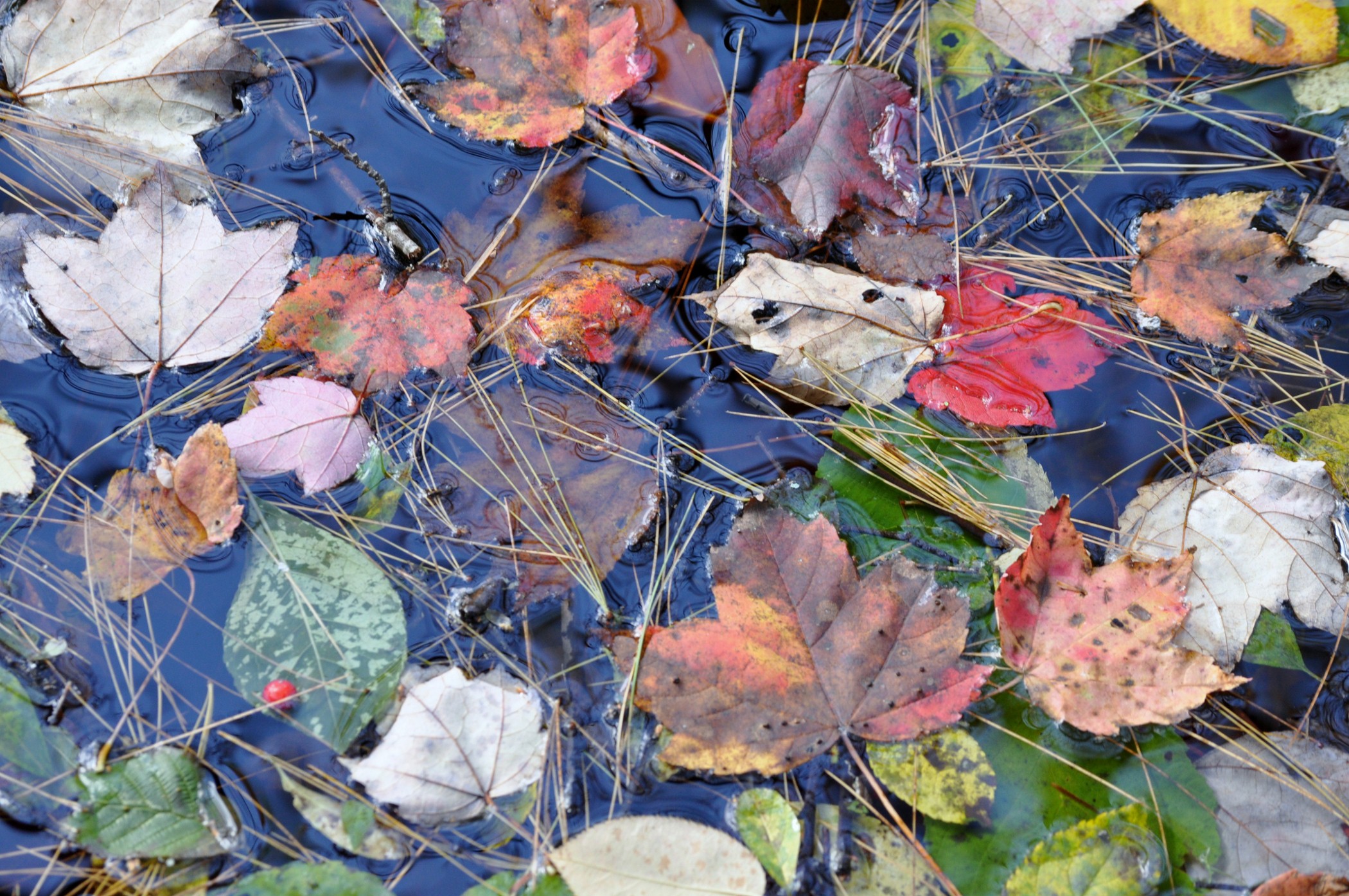 Pond Leaves (user submitted)