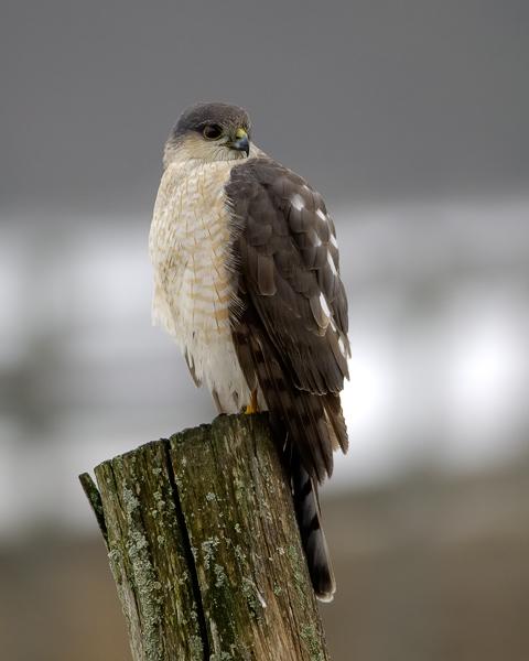 Sharp-Shinned Hawk (user submitted)