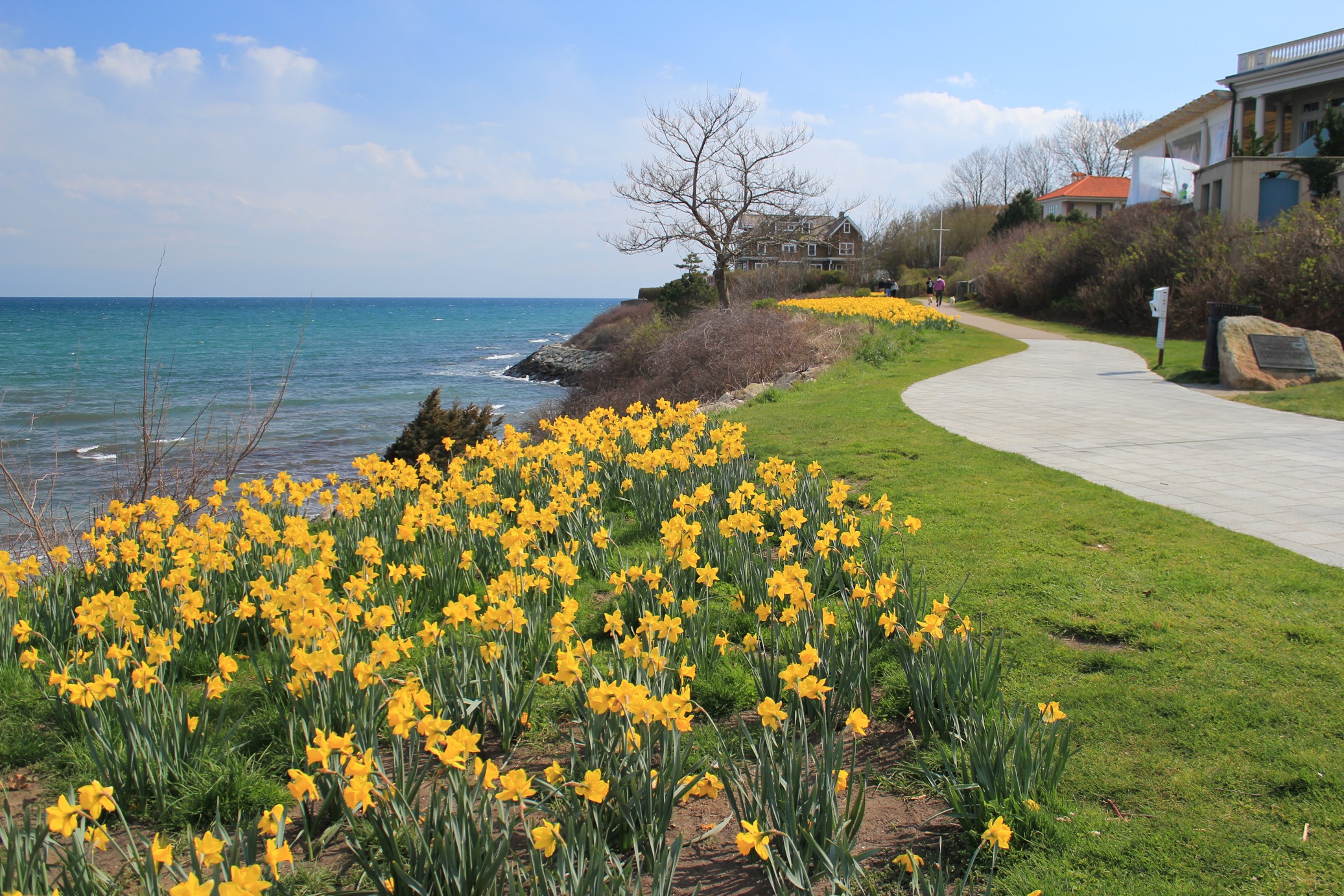Daffodils On The Cliff (user submitted)