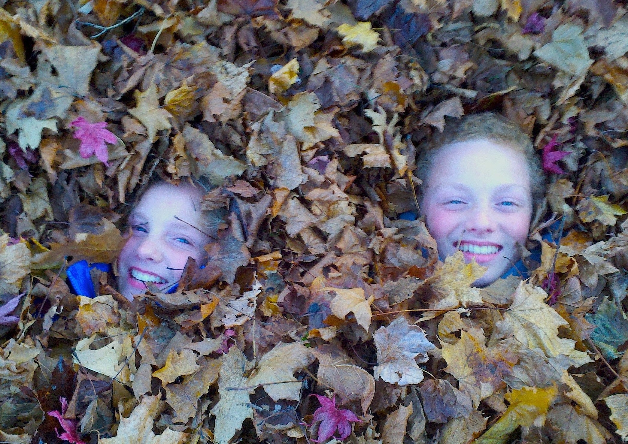 Kids And Leaves (user submitted)