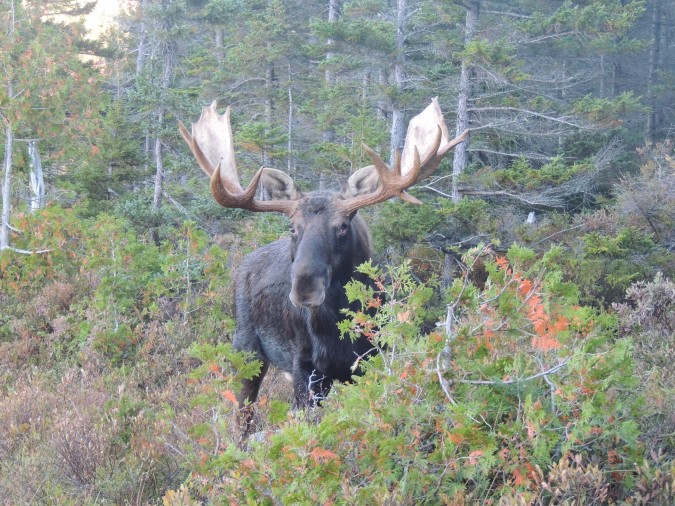 Big Daddy Moose in Millinocket, Maine