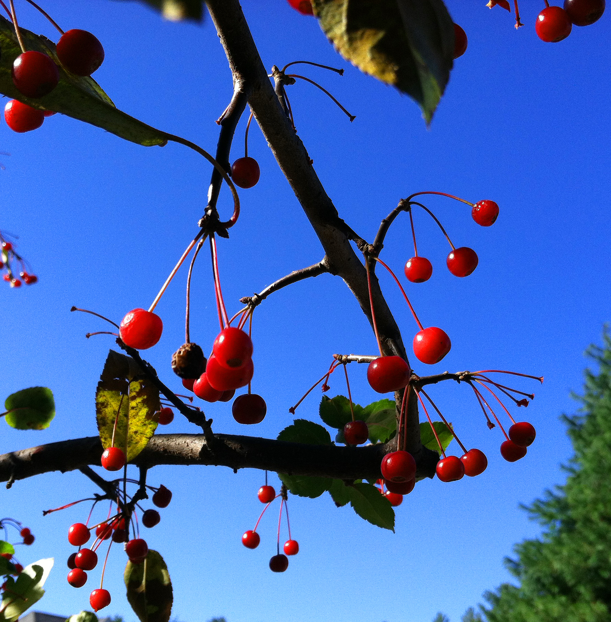 Crabapples Glowing In The Sun (user submitted)