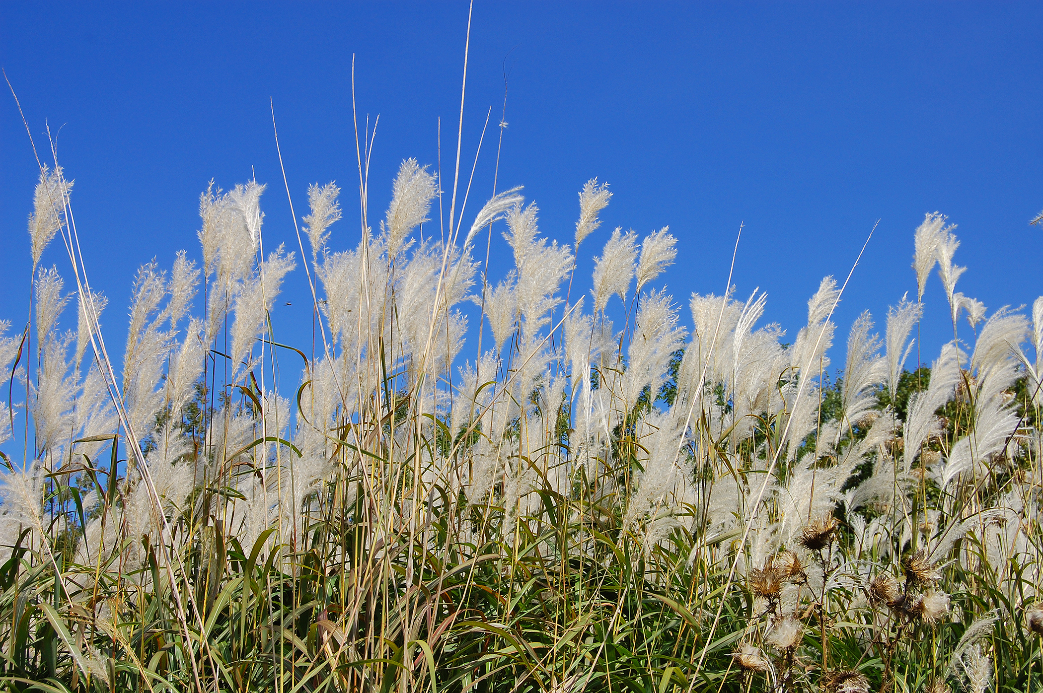 Silver Grass (user submitted)