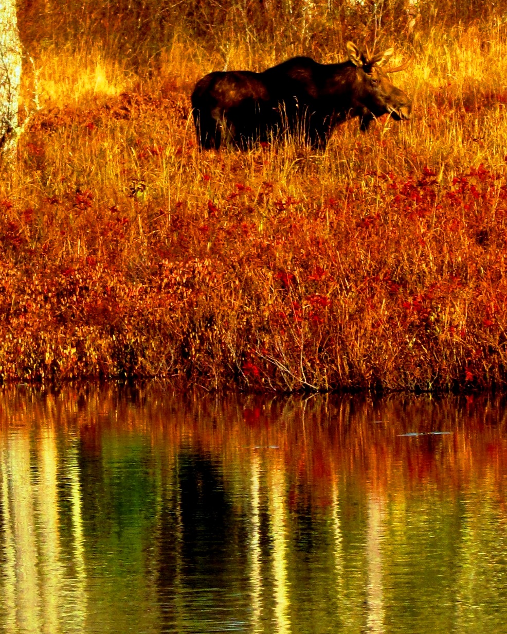 Early Encounter with Moose in Autumn (user submitted)