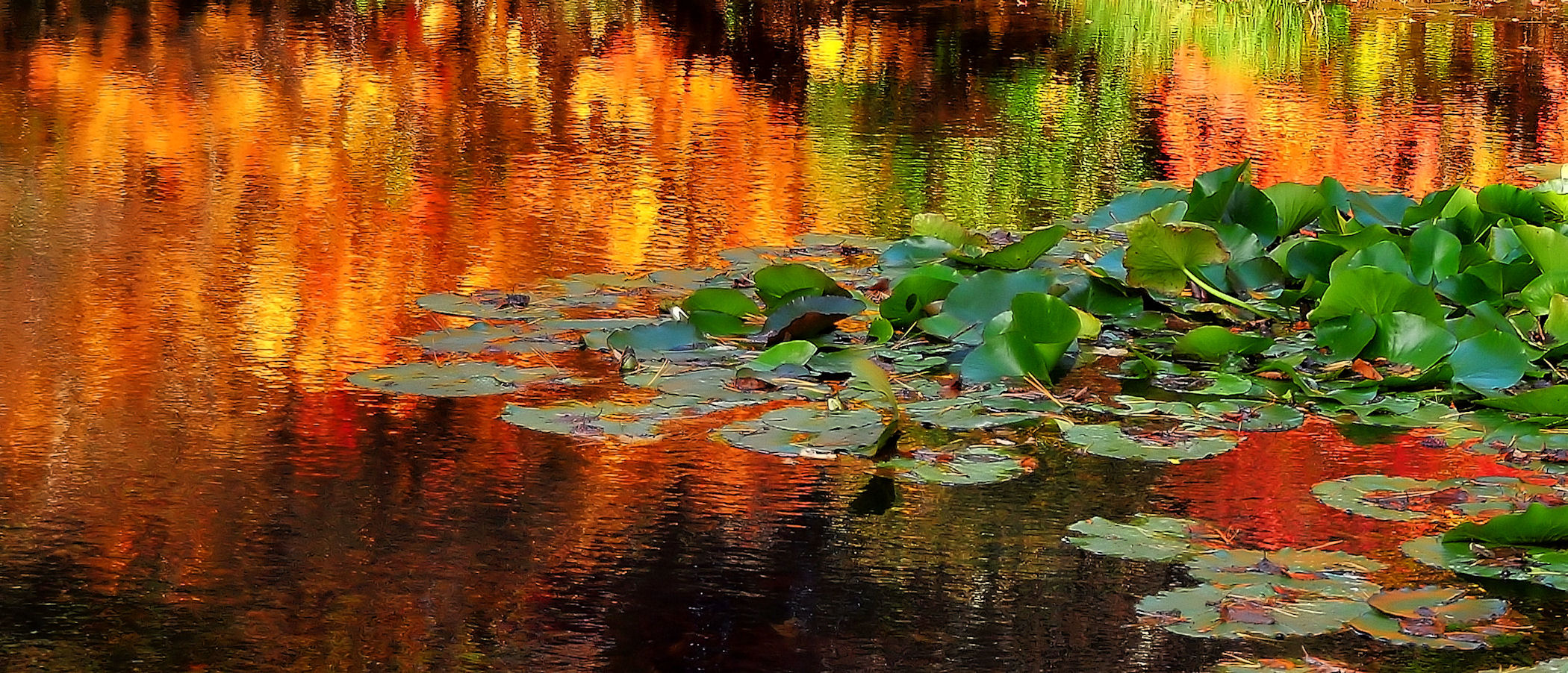 Fall Waterlilies (user submitted)