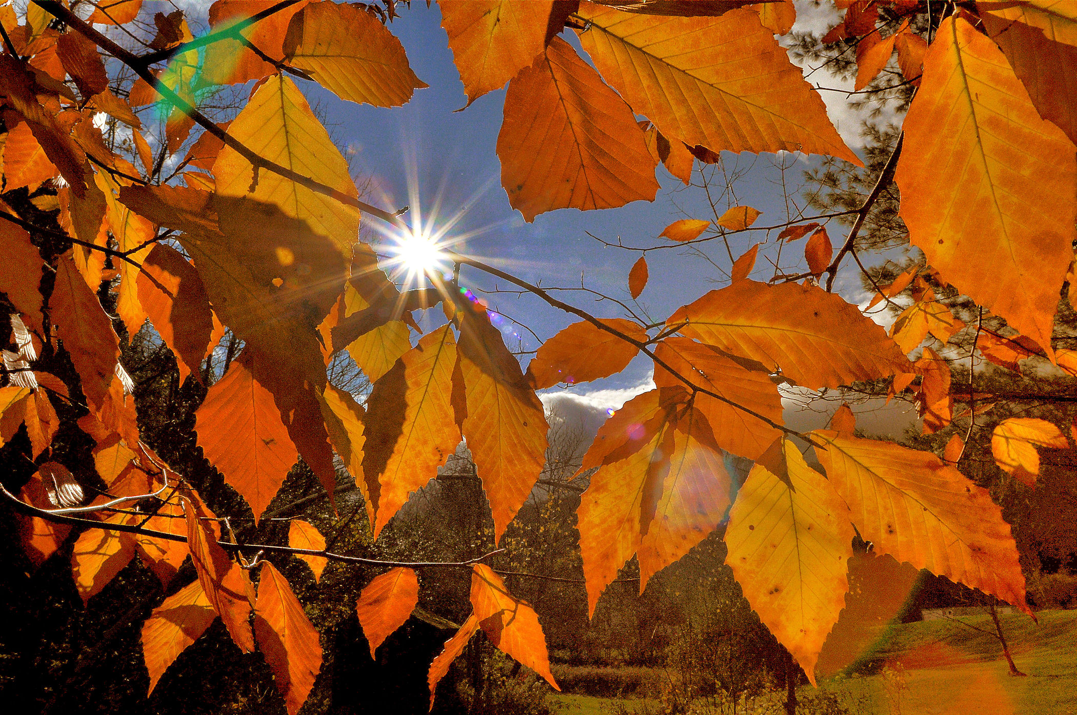 Sunburst And Leaves (user submitted)