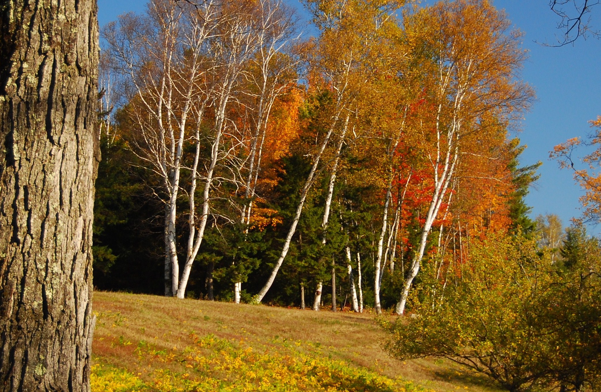 Vermont Birches. (user submitted)