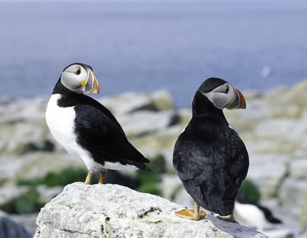 Puffin Pair (user submitted)