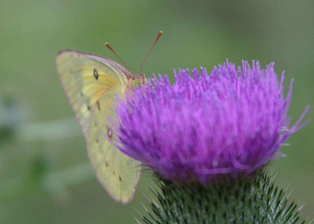 Southern Dogface, Colias [Zerene] cesonia (user submitted)