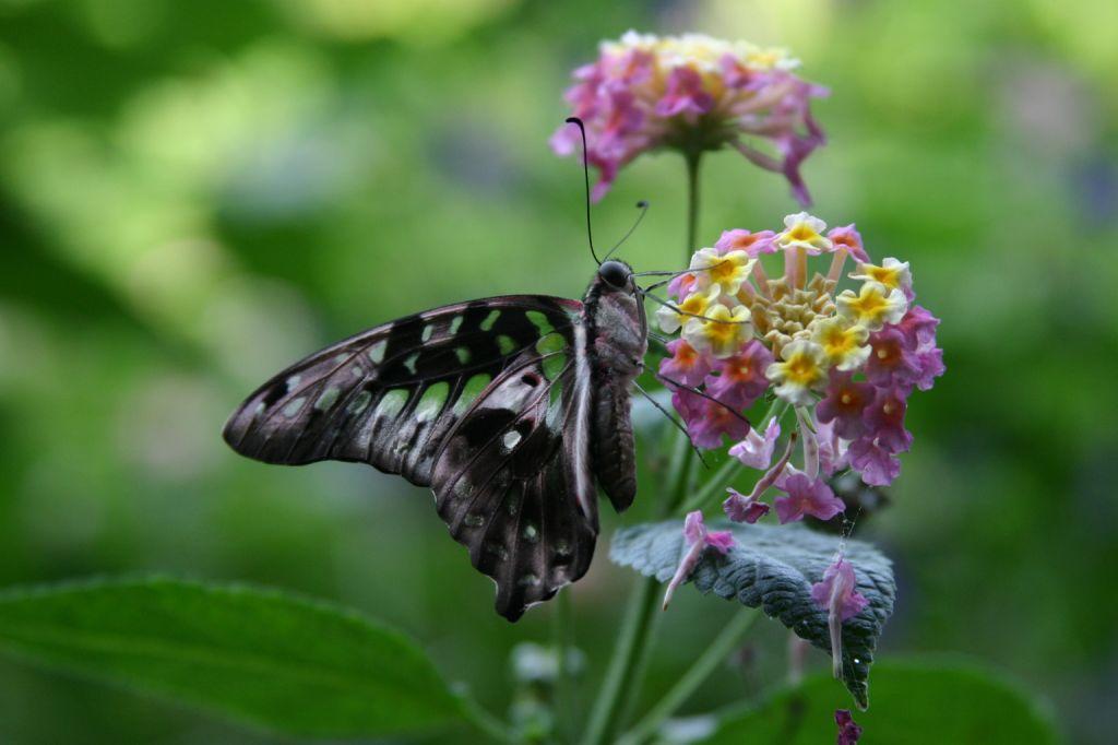 Tailed Jay Butterfly (user submitted)