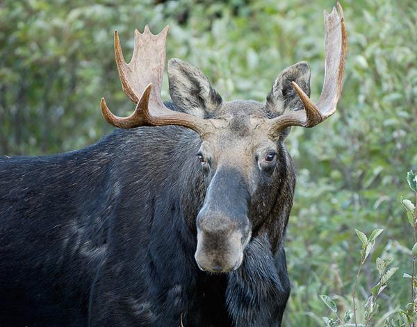 Moose Portrait in Rangely, Maine