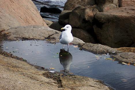 Seagull Wading in Water (user submitted)
