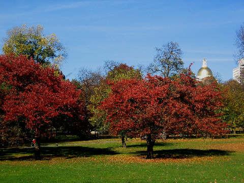 Boston Common in Autumn (user submitted)