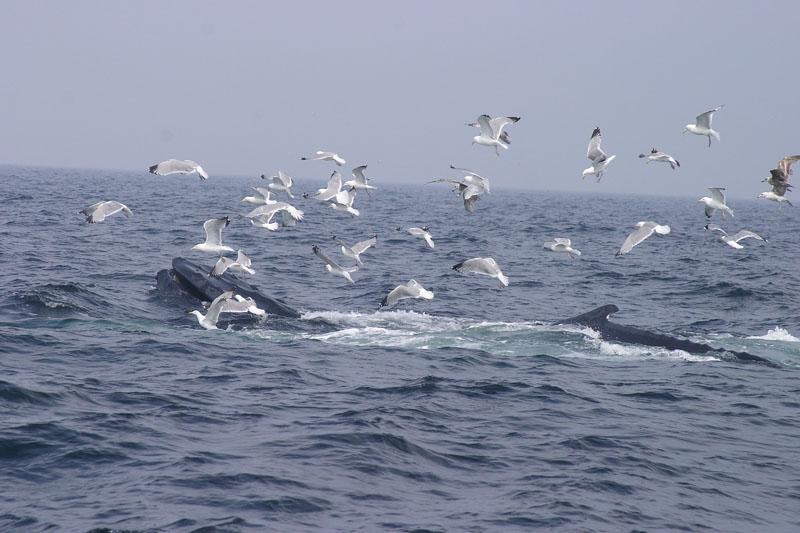 Humpback Whales Feeding #2 (user submitted)