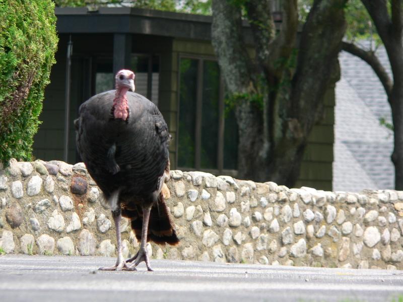 Turkey Trot (user submitted)
