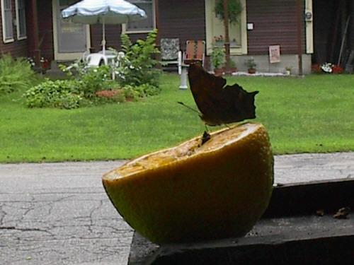 Butterfly on an Orange (user submitted)