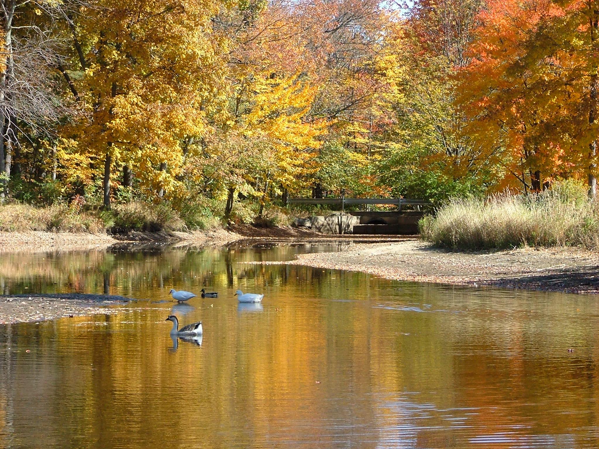 Fall Ducks (user submitted)