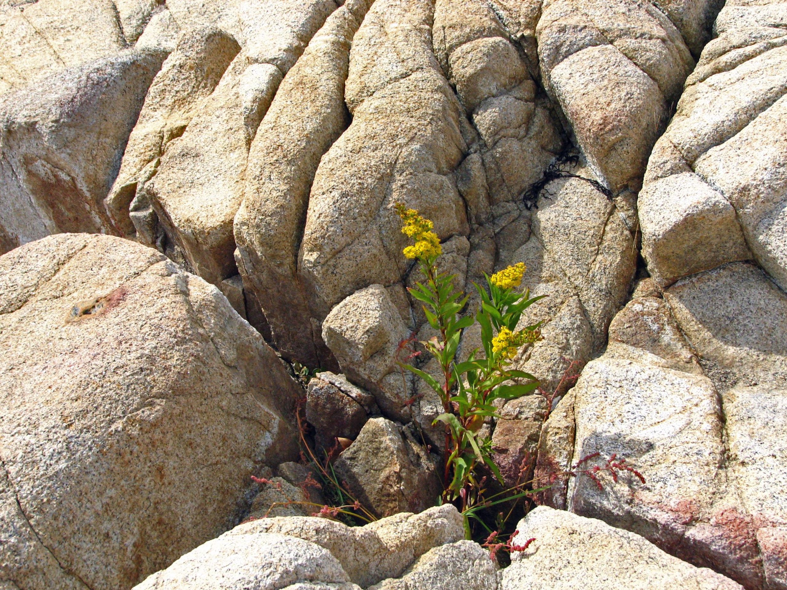 Golden Rod in Rocks (user submitted)