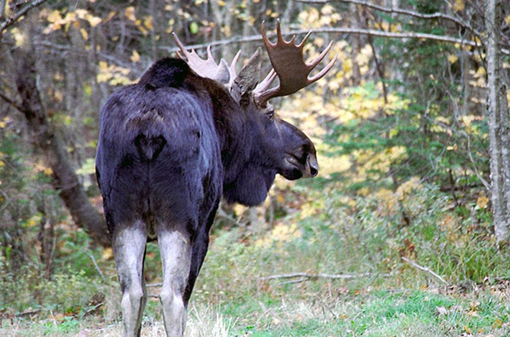 Bull Moose near Mt Magalloway, New Hampshire