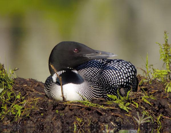 Nesting Loon (user submitted)