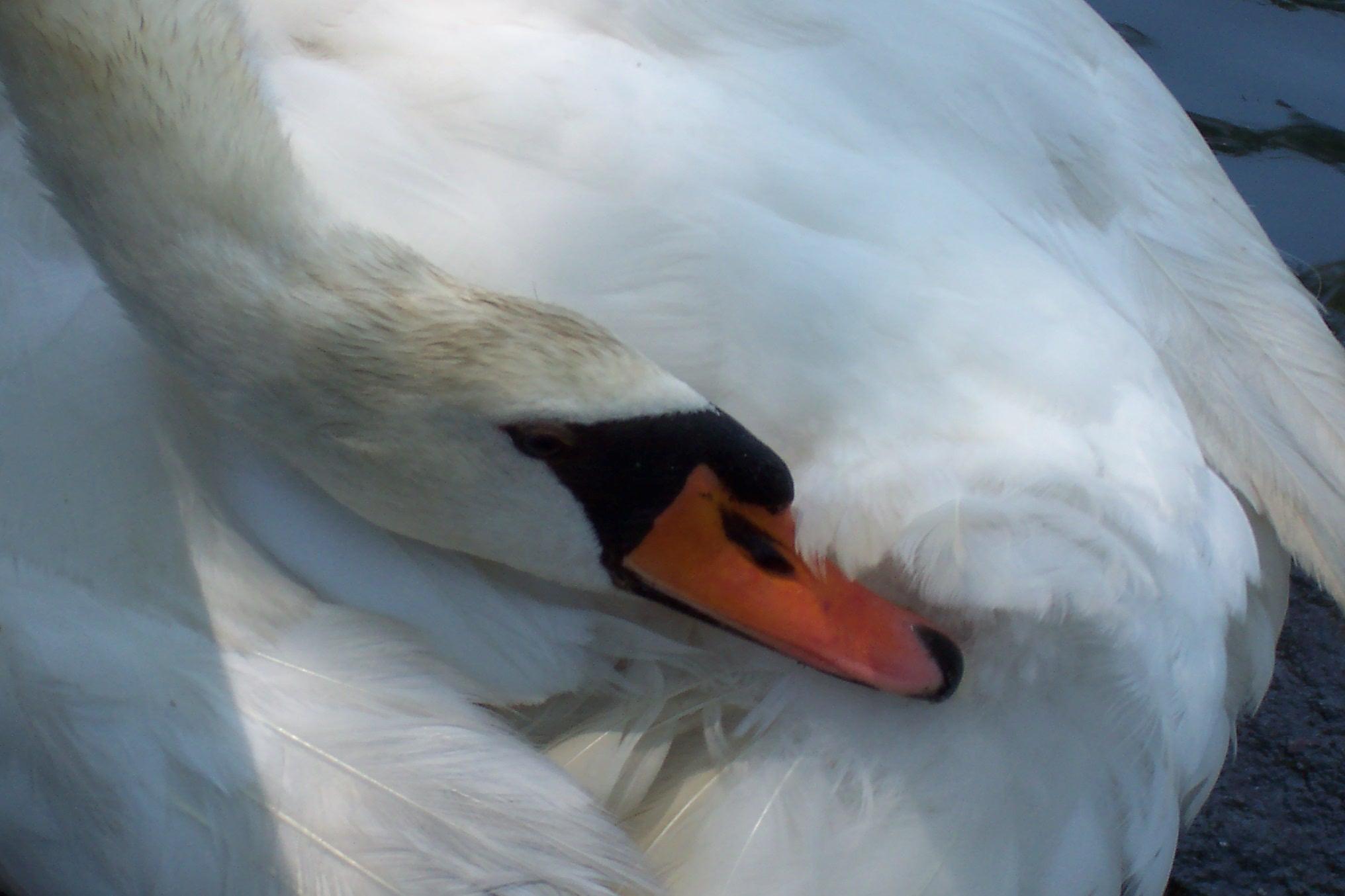 Swan at Mystic Village (user submitted)