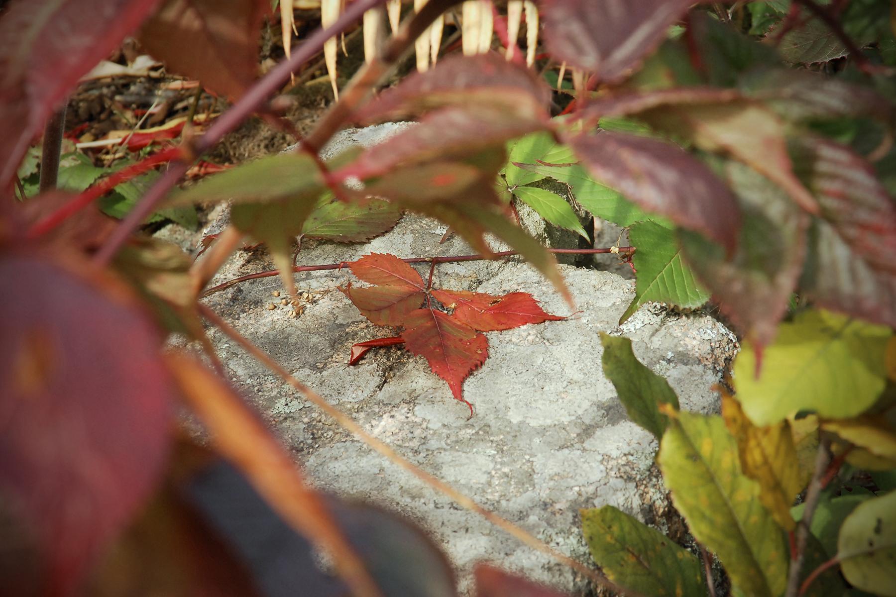 Lonely Red Leaf (user submitted)