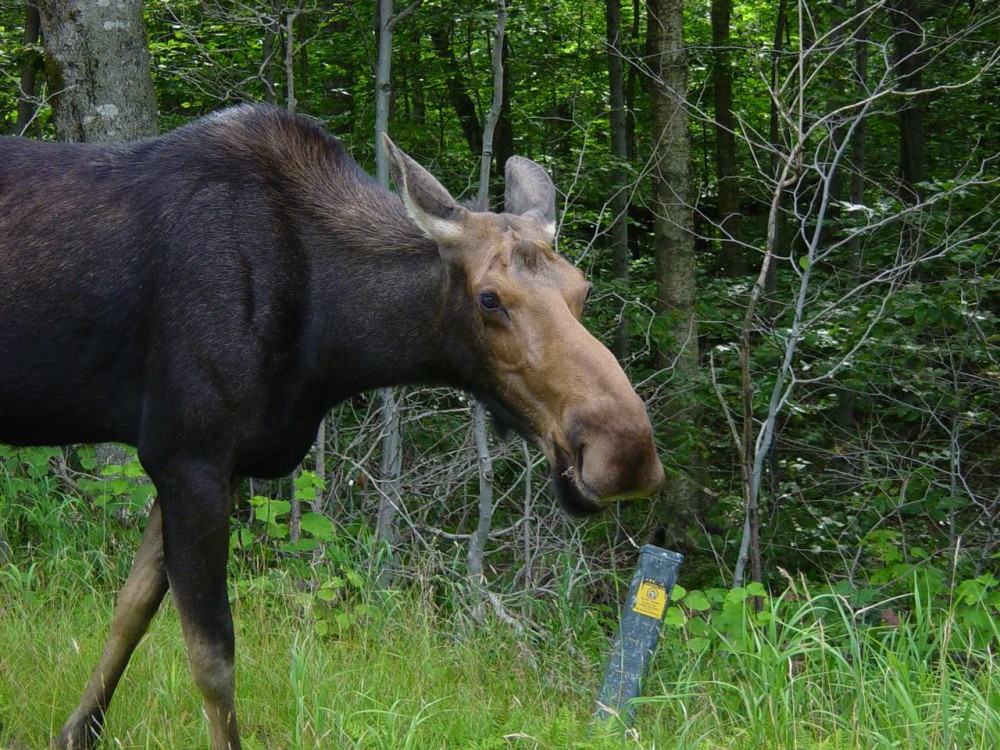 Moose in Glen, New Hampshire