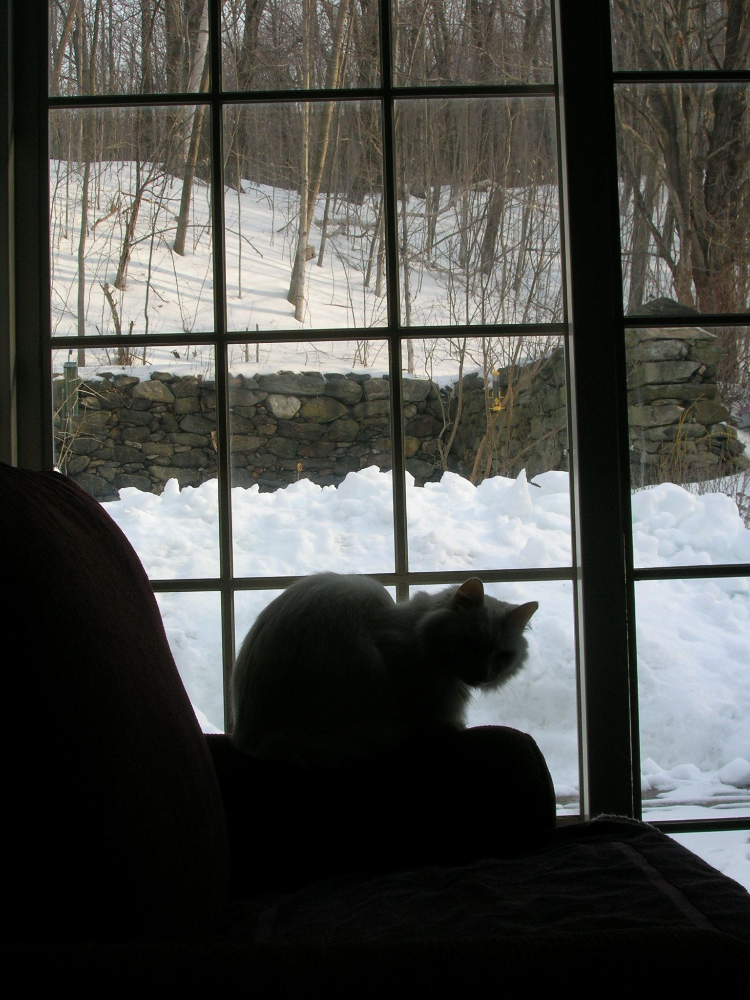 Winter Bird Watching (user submitted)
