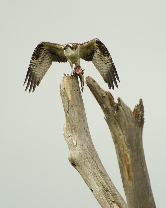 Osprey with Breakfast (user submitted)