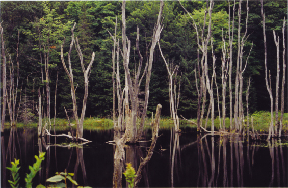 Trees and Pond in Beartown State Forest (user submitted)