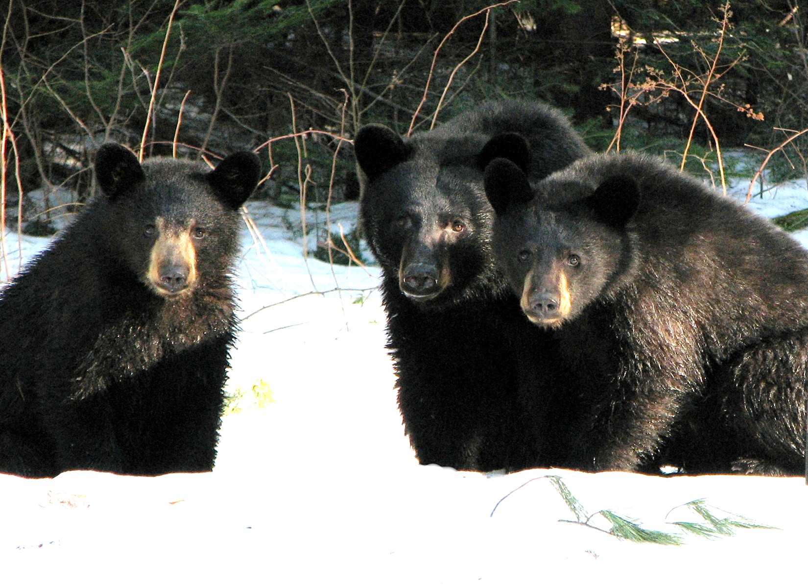 The Three Bears (user submitted)