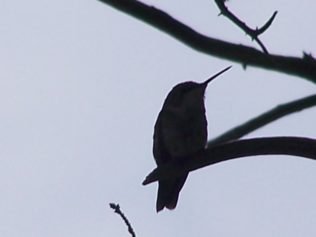 Hummingbird Silhouette (user submitted)