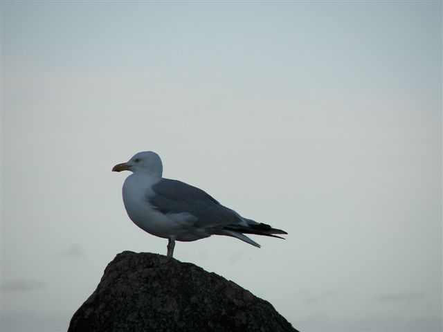 A Lone Gull Stands Sentinel (user submitted)