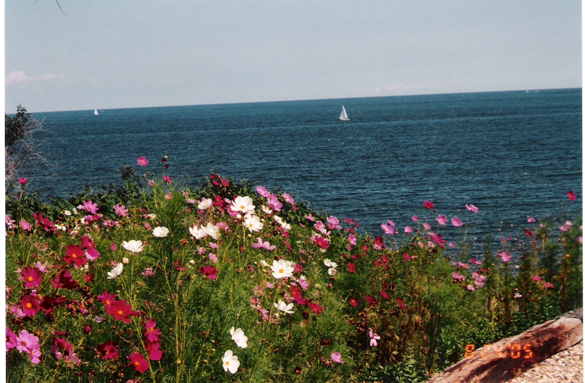 Flowers &amp; Sea (user submitted)