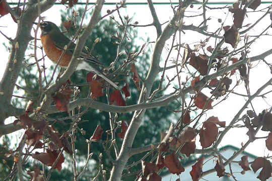 A NH Winter Robin (user submitted)