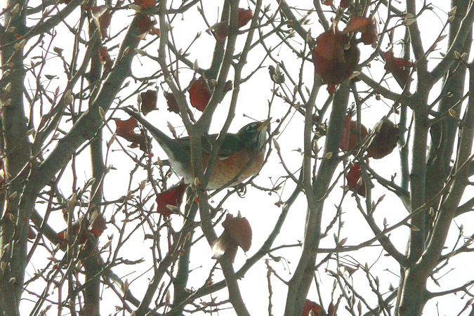 Robin Redbreast in January (user submitted)