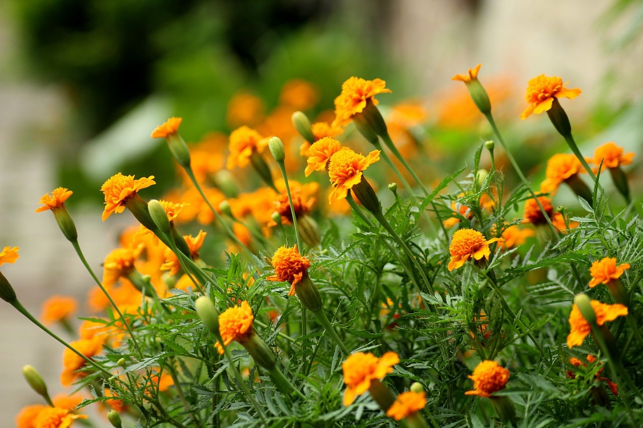 Plants that Repel Insects and Garden Pests