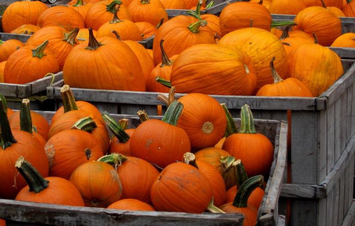 new-england-Pick-Your-Own Pumpkins
