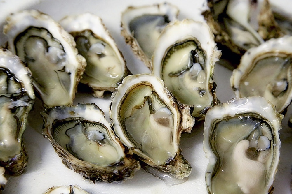 new-england-oyster-guide