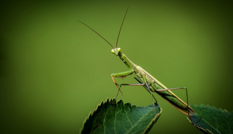 Connecticut's proud state insect, the praying mantis.
