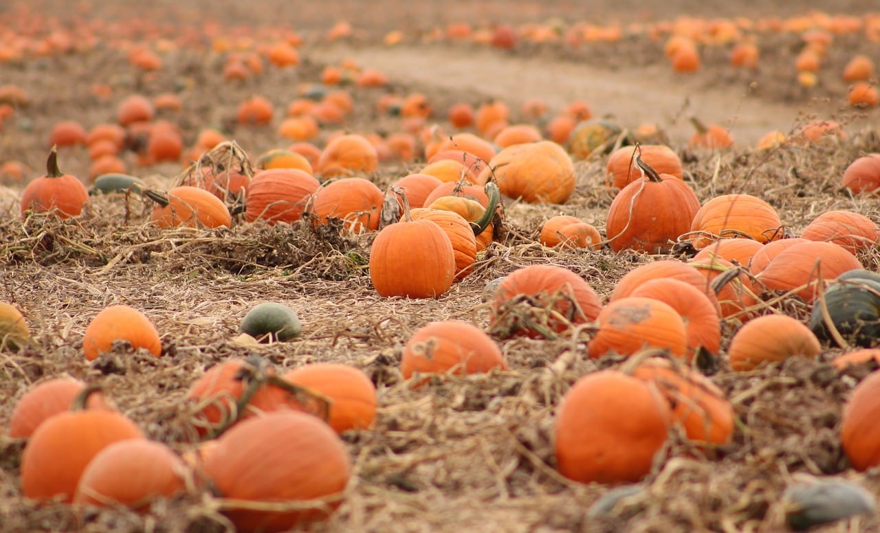 Fun Pumpkin Varieties | Pumpkin Picking Tips