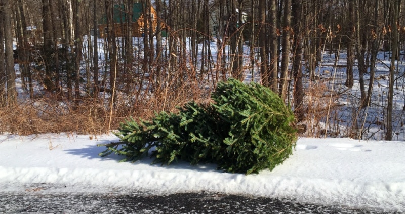 5 Ways to Recycle Christmas Trees
