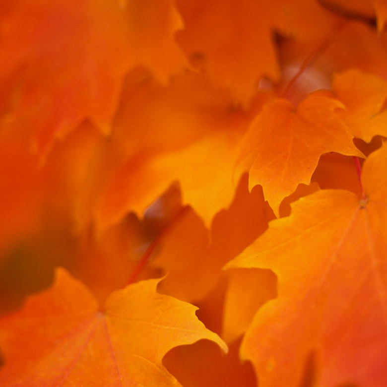 Maple Leaves - Portland, ME