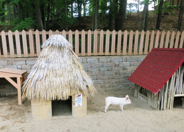 Don't forget to admire the houses made by the Three Little (live!) Pigs!