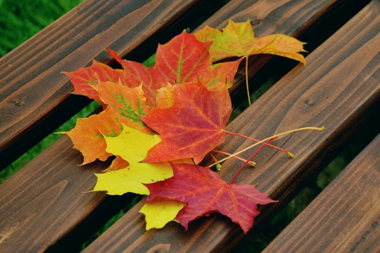 Tips for Preserving Fall Leaves