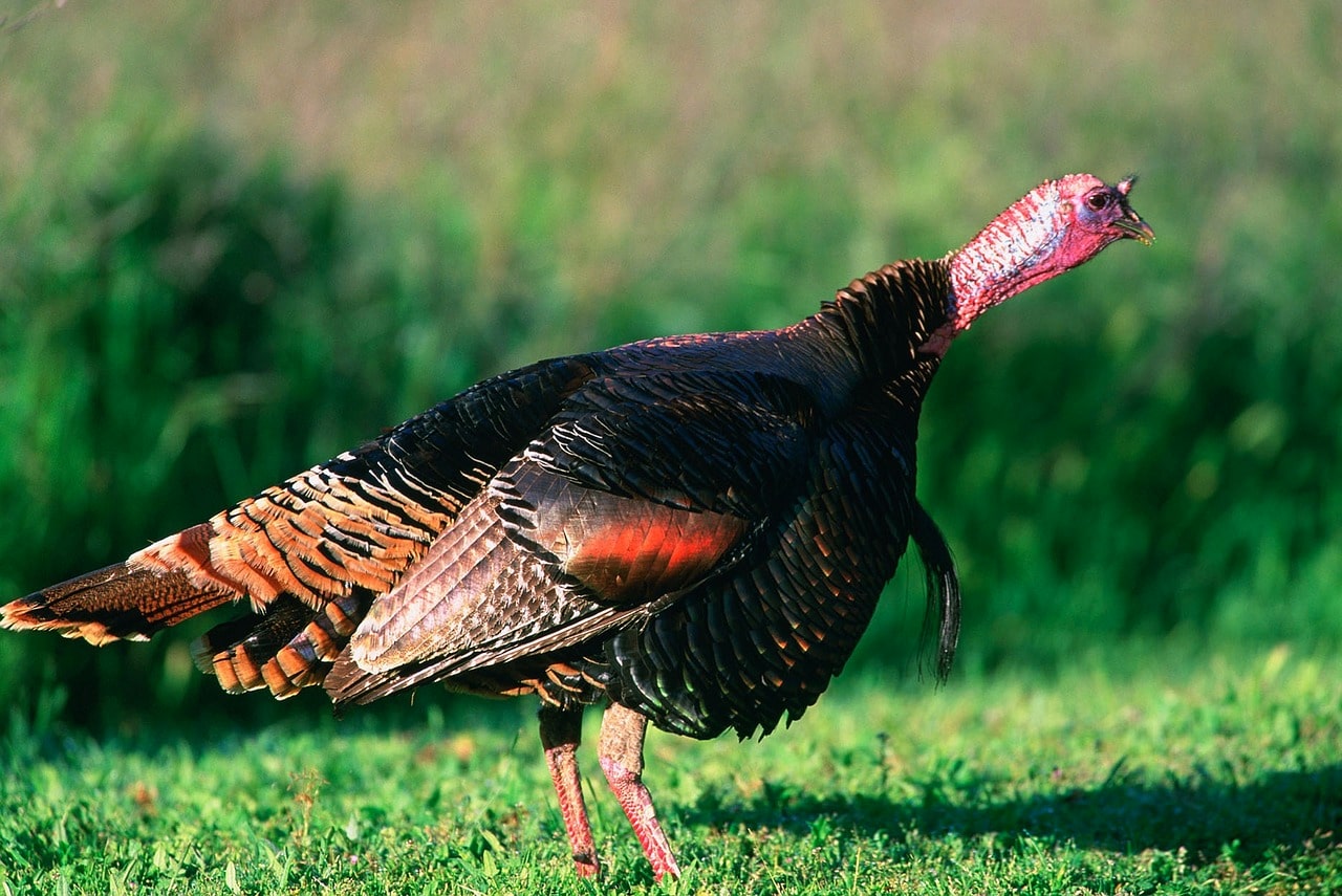 Free-Range Turkey Farms in New England